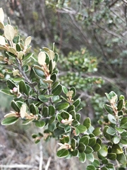 Nematolepis ovatifolia