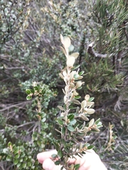 Nematolepis ovatifolia