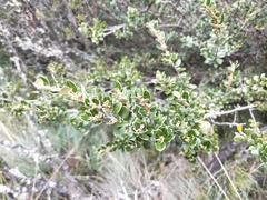 Nematolepis ovatifolia