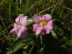 Bignonia aequinoctialis