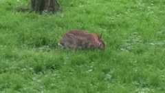 Sylvilagus floridanus