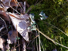 Capnoides sempervirens