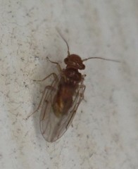 Ectopsocidae