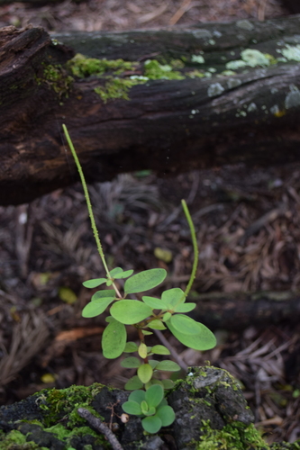 Peperomia leptostachya observed 2021-03-10