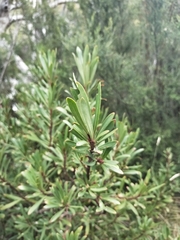 Tasmannia xerophila