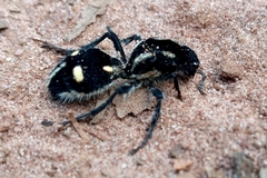 Traumatomutilla graphica