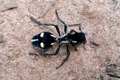 Traumatomutilla graphica