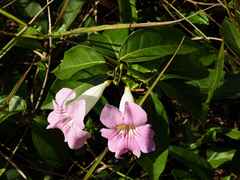 Bignonia aequinoctialis