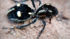 Traumatomutilla graphica