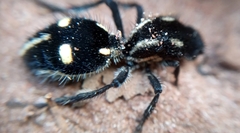 Traumatomutilla graphica