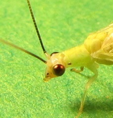 Black-horned Green Lacewing