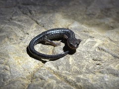 Plethodon jacksoni