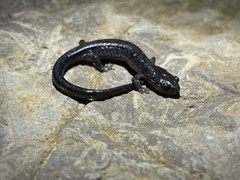 Plethodon jacksoni