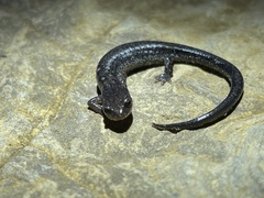 Plethodon jacksoni