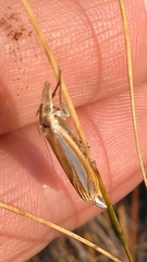 Crambus satrapellus
