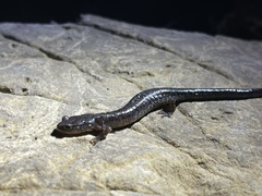 Plethodon jacksoni
