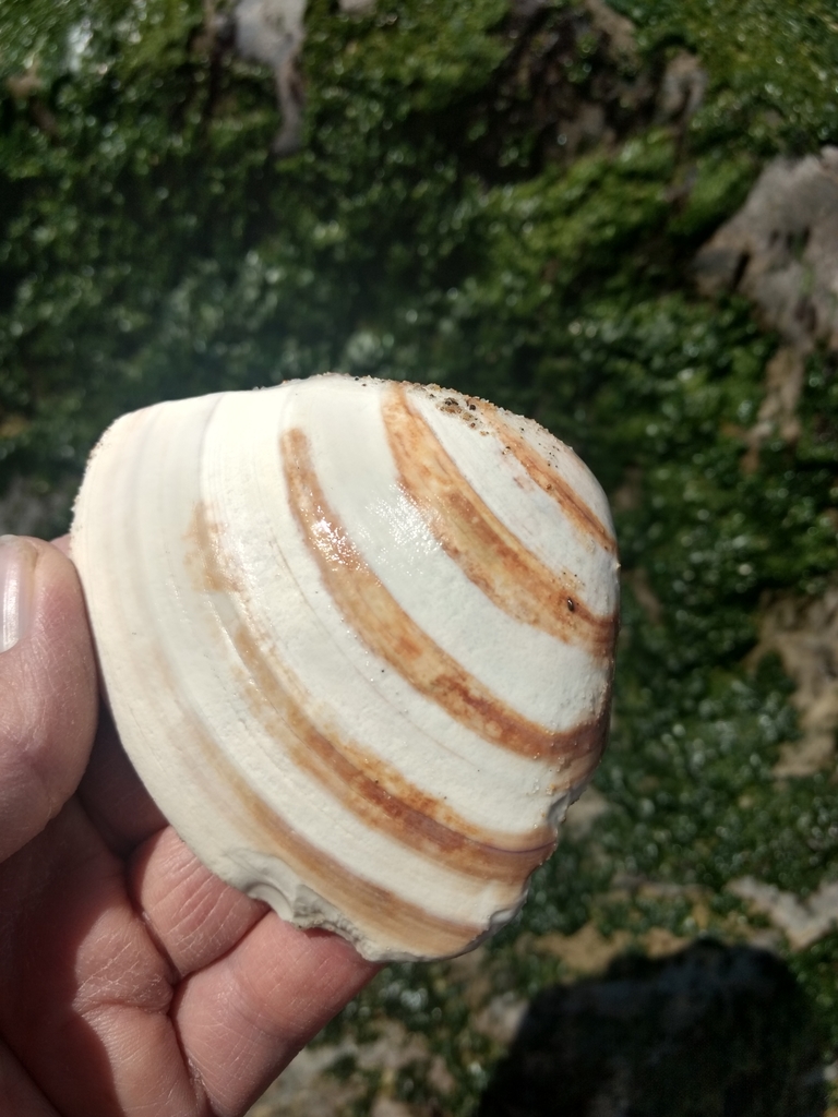 Photo of a Pismo Clam