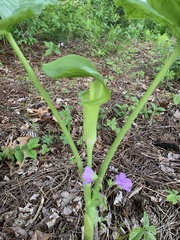 Arisaema triphyllum