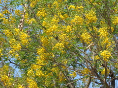 Erythrostemon mexicanus