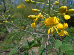 Erythrostemon mexicanus