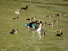 Cairina moschata domestica