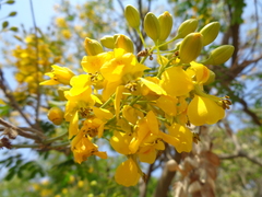 Erythrostemon mexicanus