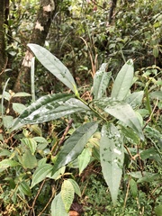 Symplocos wikstroemiifolia