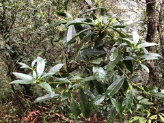 Symplocos wikstroemiifolia