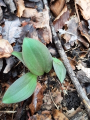 Galearis spectabilis