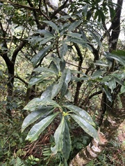 Symplocos wikstroemiifolia