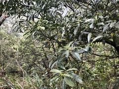 Symplocos wikstroemiifolia