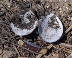 Utterbackiana suborbiculata