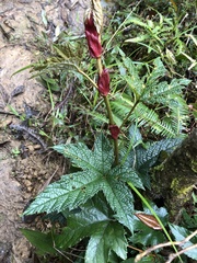 Rubus reflexus hui