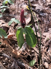 Trillium lancifolium
