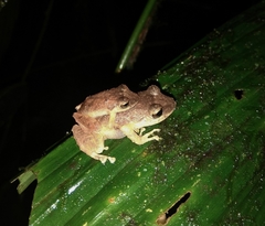 Pristimantis palmeri