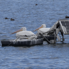 Pelecanus erythrorhynchos