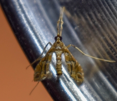 Lineodes vulnifica