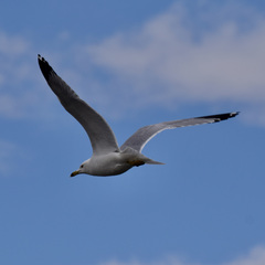 Larus delawarensis
