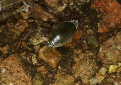 Dineutus sublineatus