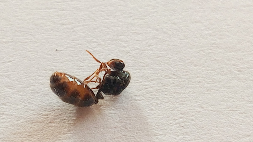 Solenopsis patagonica