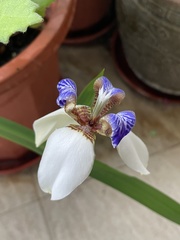 Trimezia gracilis