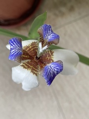 Trimezia gracilis
