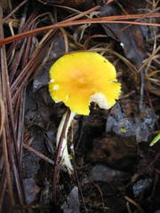 Amanita flavivolva image