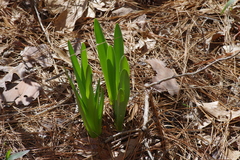 Hymenocallis occidentalis