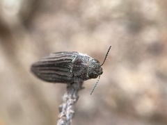 Buprestis striata