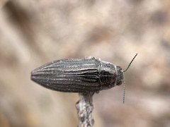 Buprestis striata