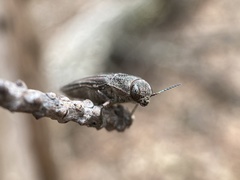 Buprestis striata