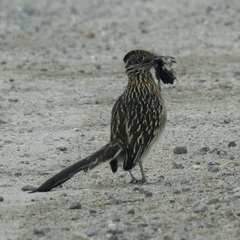 Geococcyx californianus