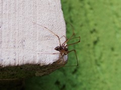 Scytodes