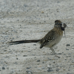 Geococcyx californianus